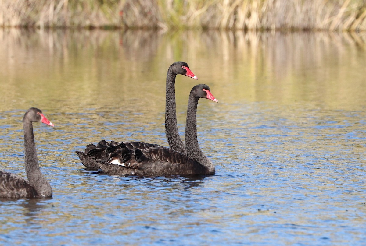 Black Swan - ML621222484