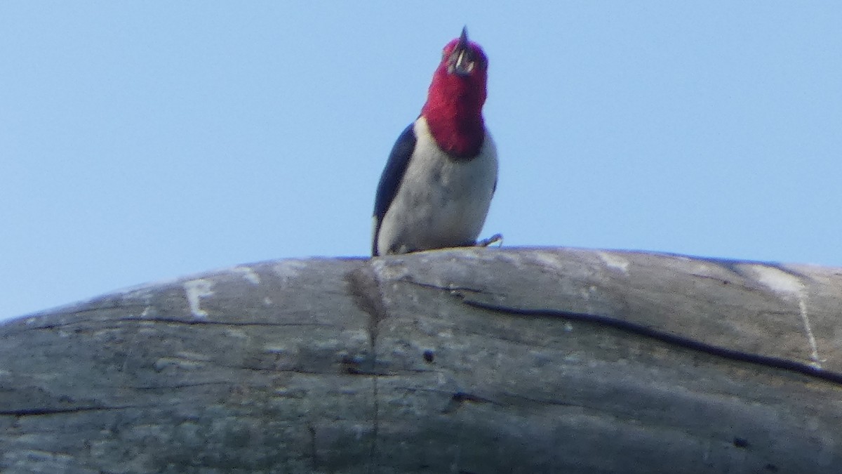 Red-headed Woodpecker - ML621222512