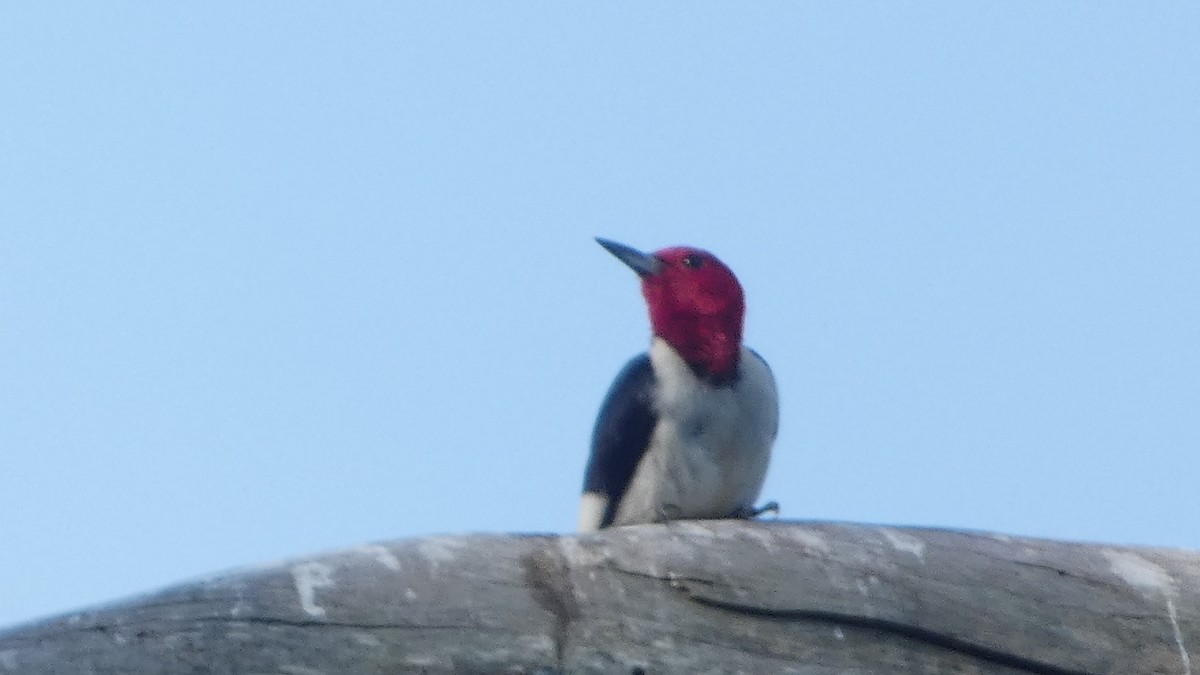 Red-headed Woodpecker - ML621222513