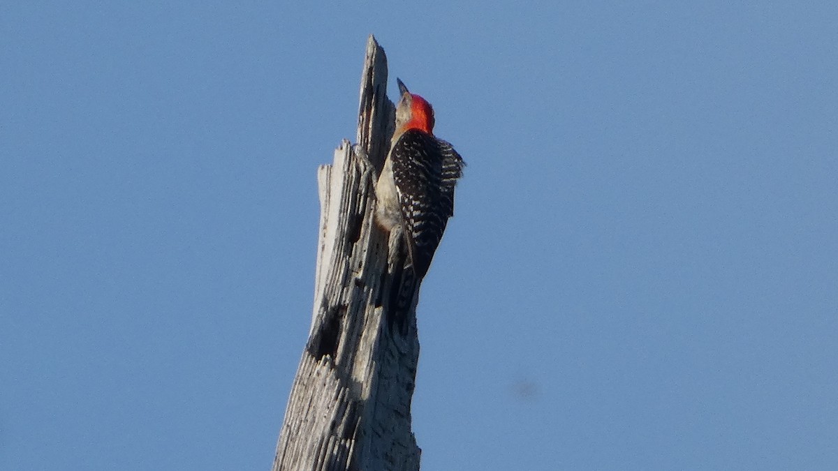 Red-bellied Woodpecker - ML621222516
