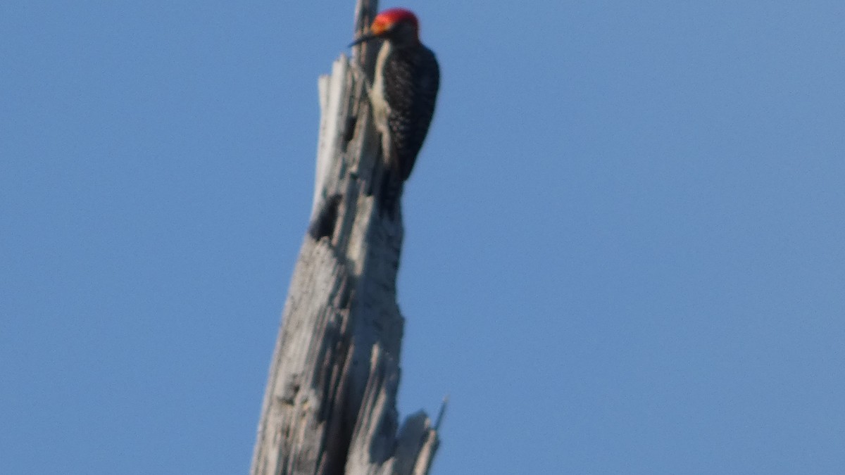 Red-bellied Woodpecker - ML621222517