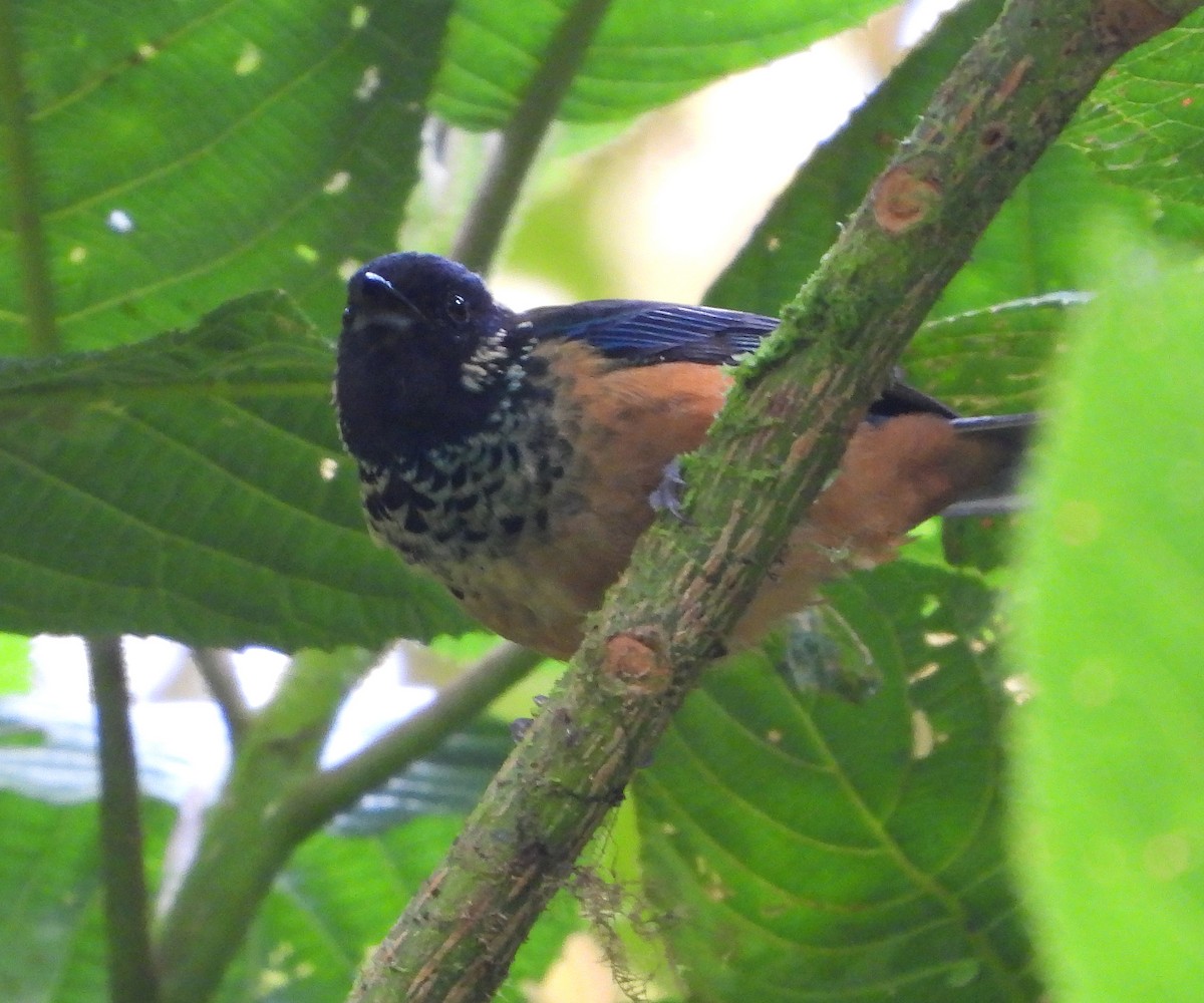 Spangle-cheeked Tanager - ML621222519
