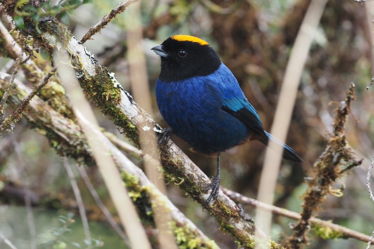 Golden-crowned Tanager - ML621222573