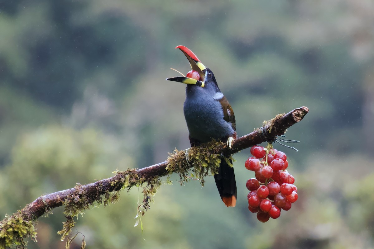 Gray-breasted Mountain-Toucan - ML621222576