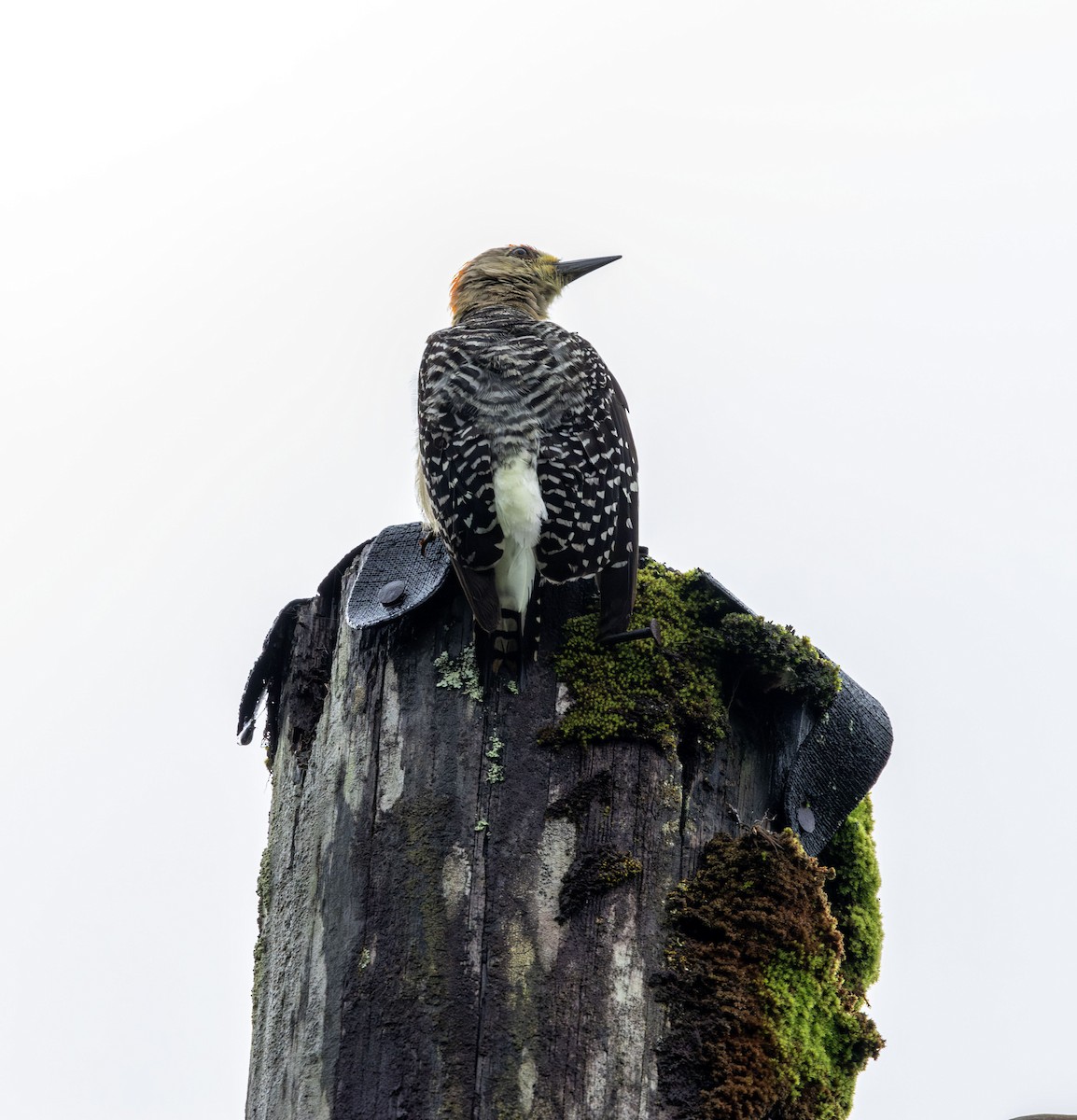 Red-crowned Woodpecker - ML621222623
