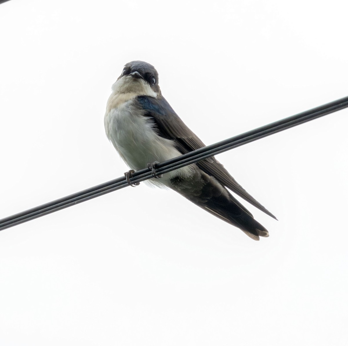 Blue-and-white Swallow - ML621222633