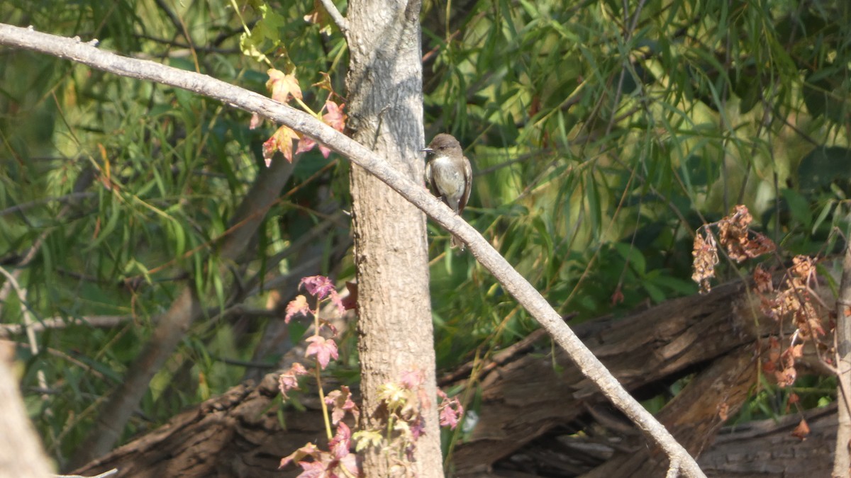 Eastern Phoebe - ML621222644