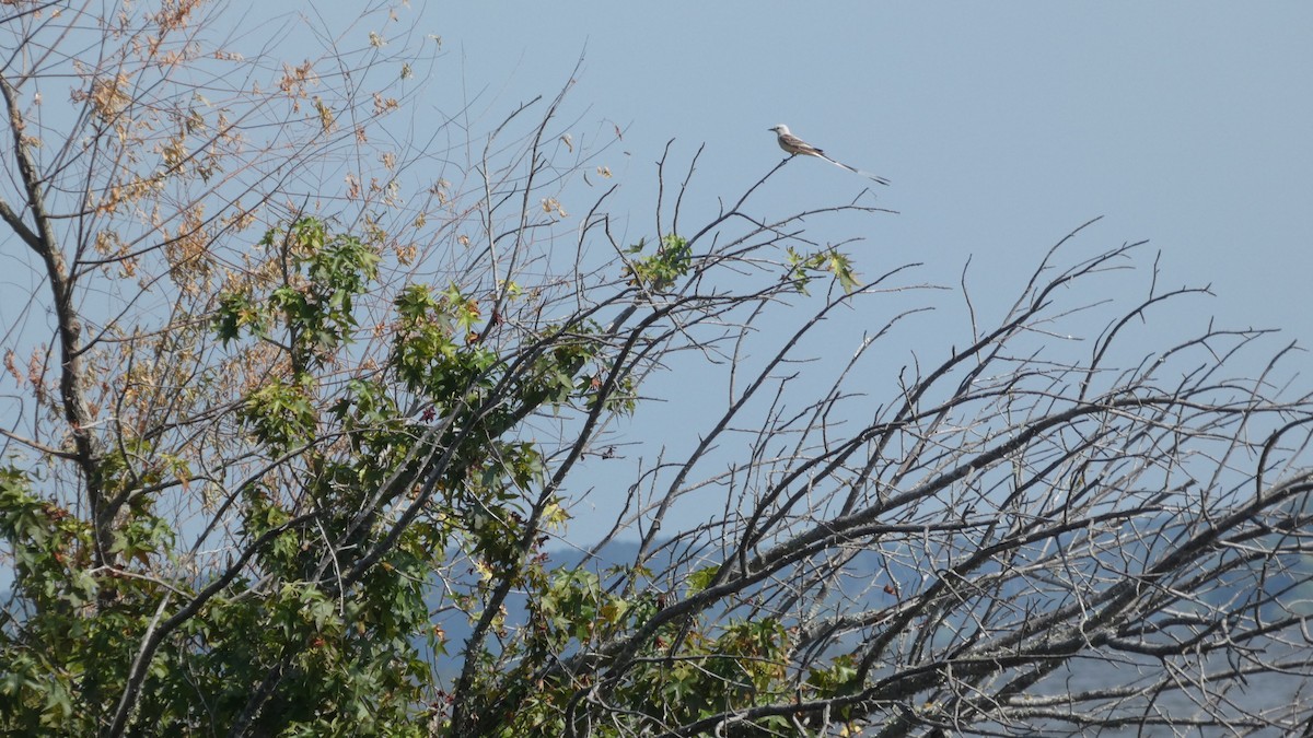 Scissor-tailed Flycatcher - ML621222655