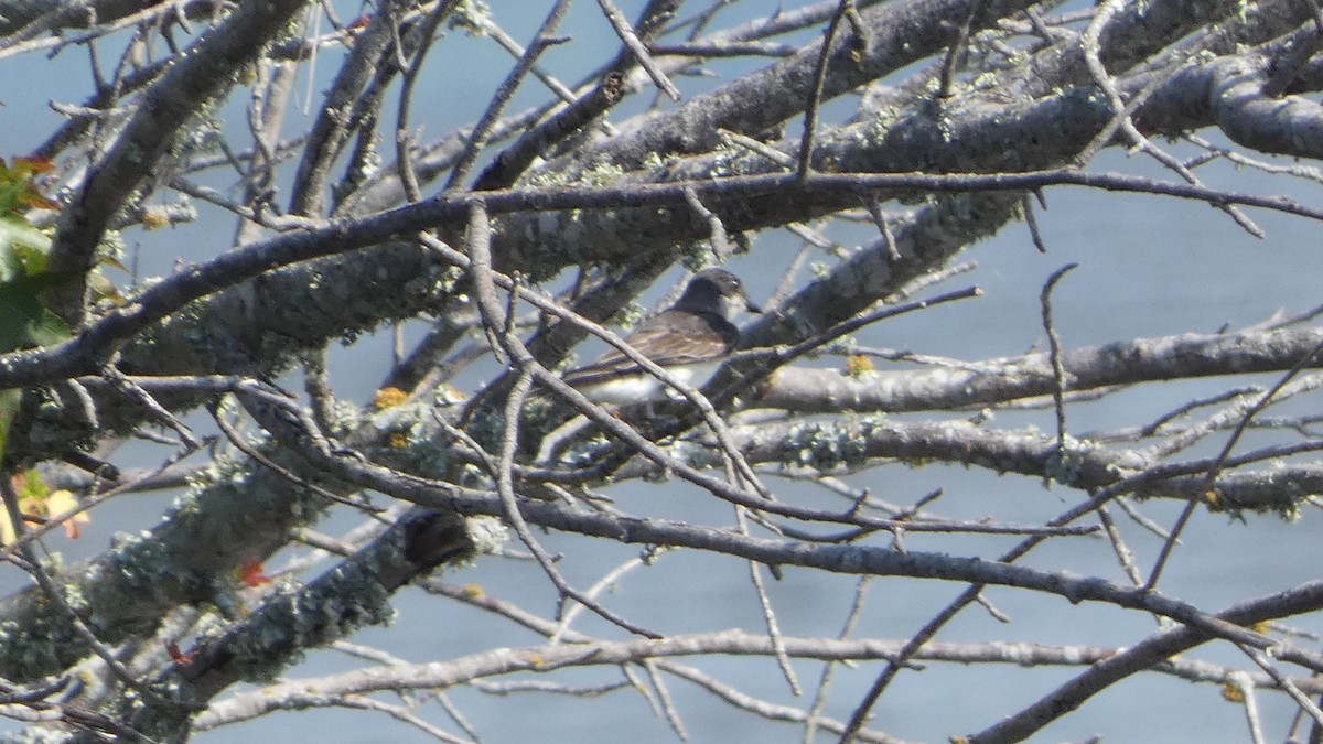 Eastern Kingbird - ML621222675