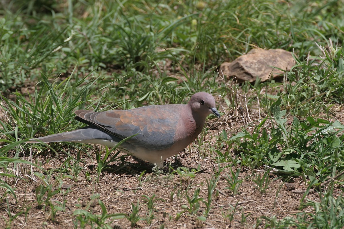 Laughing Dove - ML621222705