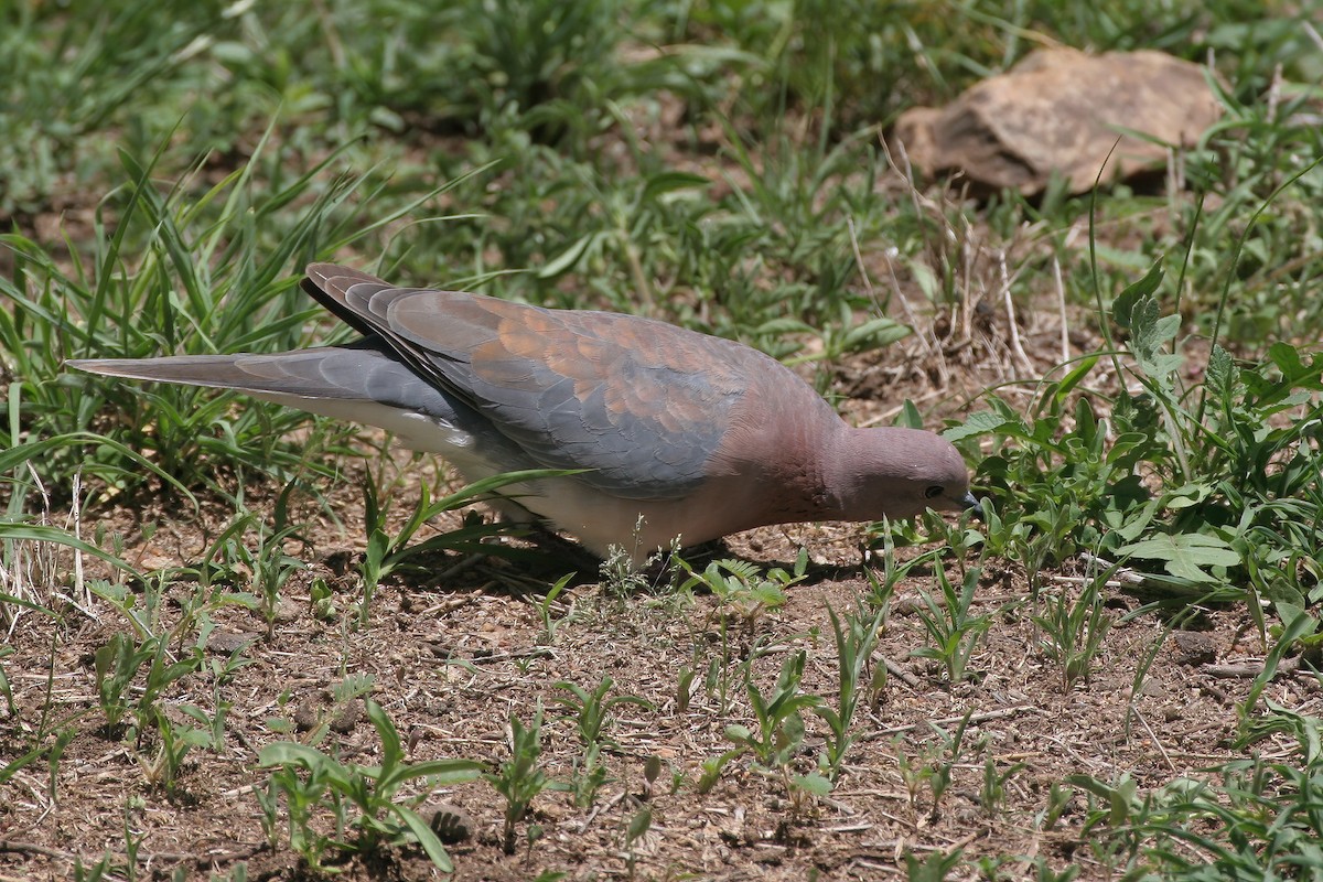 Laughing Dove - ML621222706