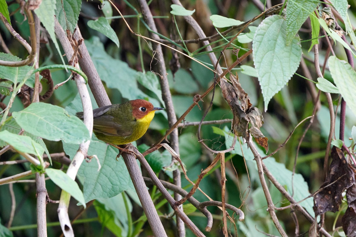 Chestnut-headed Tesia - ML621222737