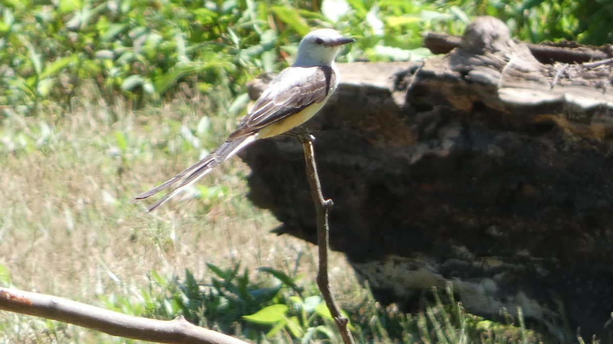 Scissor-tailed Flycatcher - ML621222751