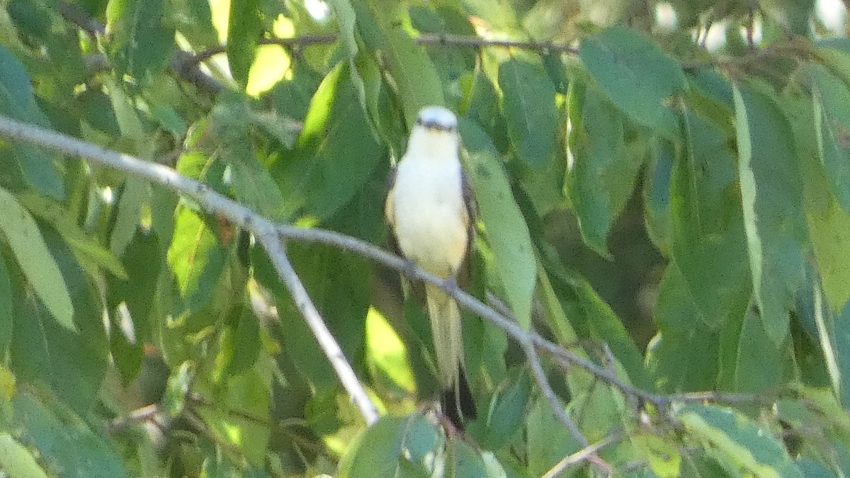 Scissor-tailed Flycatcher - ML621222752