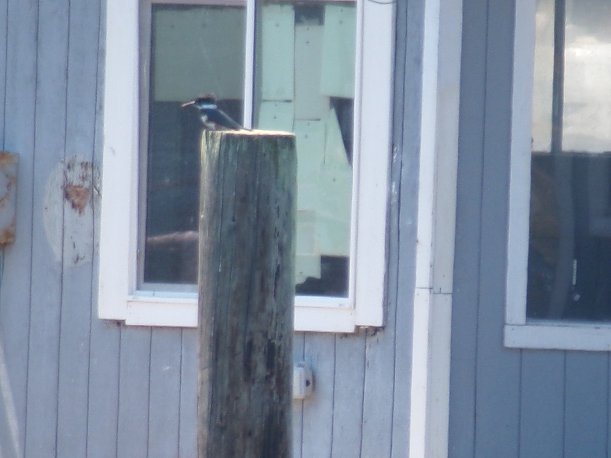 Belted Kingfisher - ML621222760