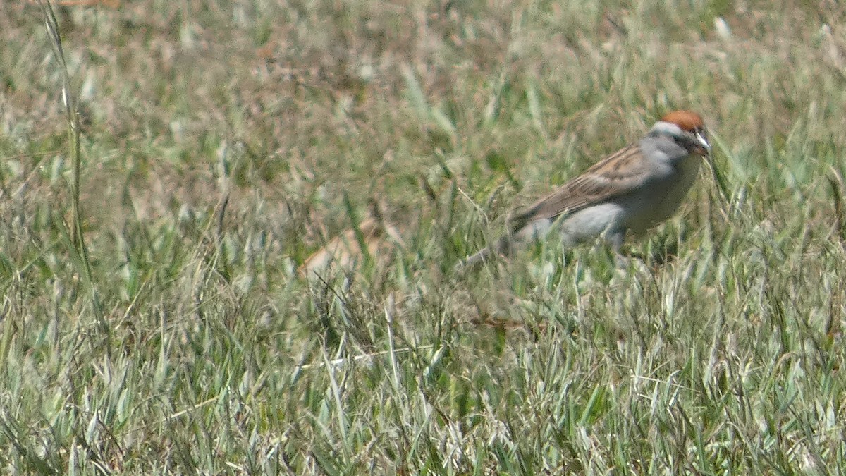 Chipping Sparrow - ML621222762