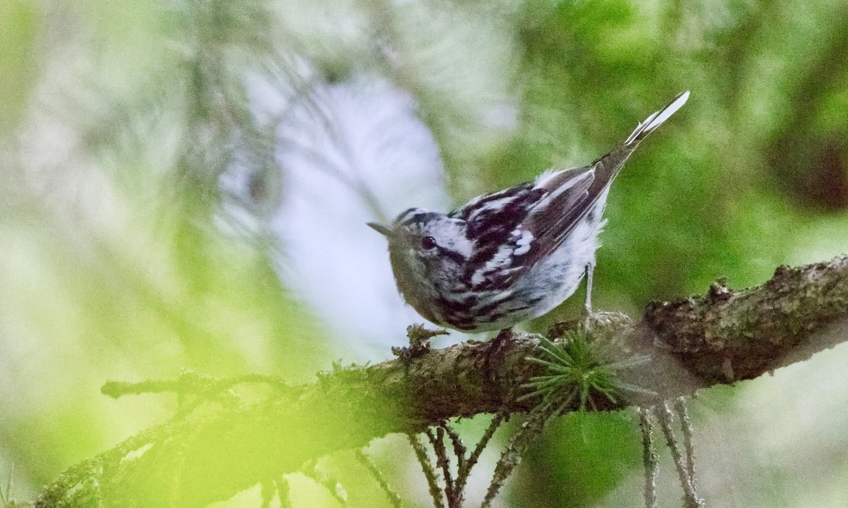 Black-and-white Warbler - ML621222780