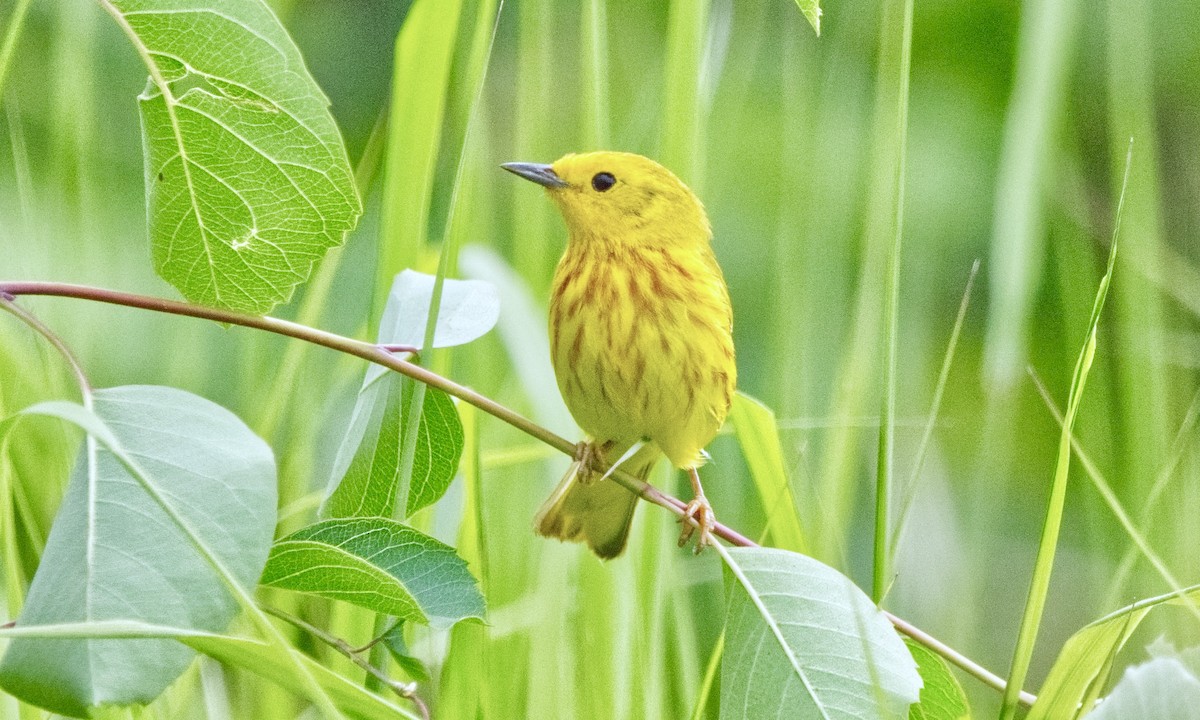 Yellow Warbler (Northern) - ML621222785