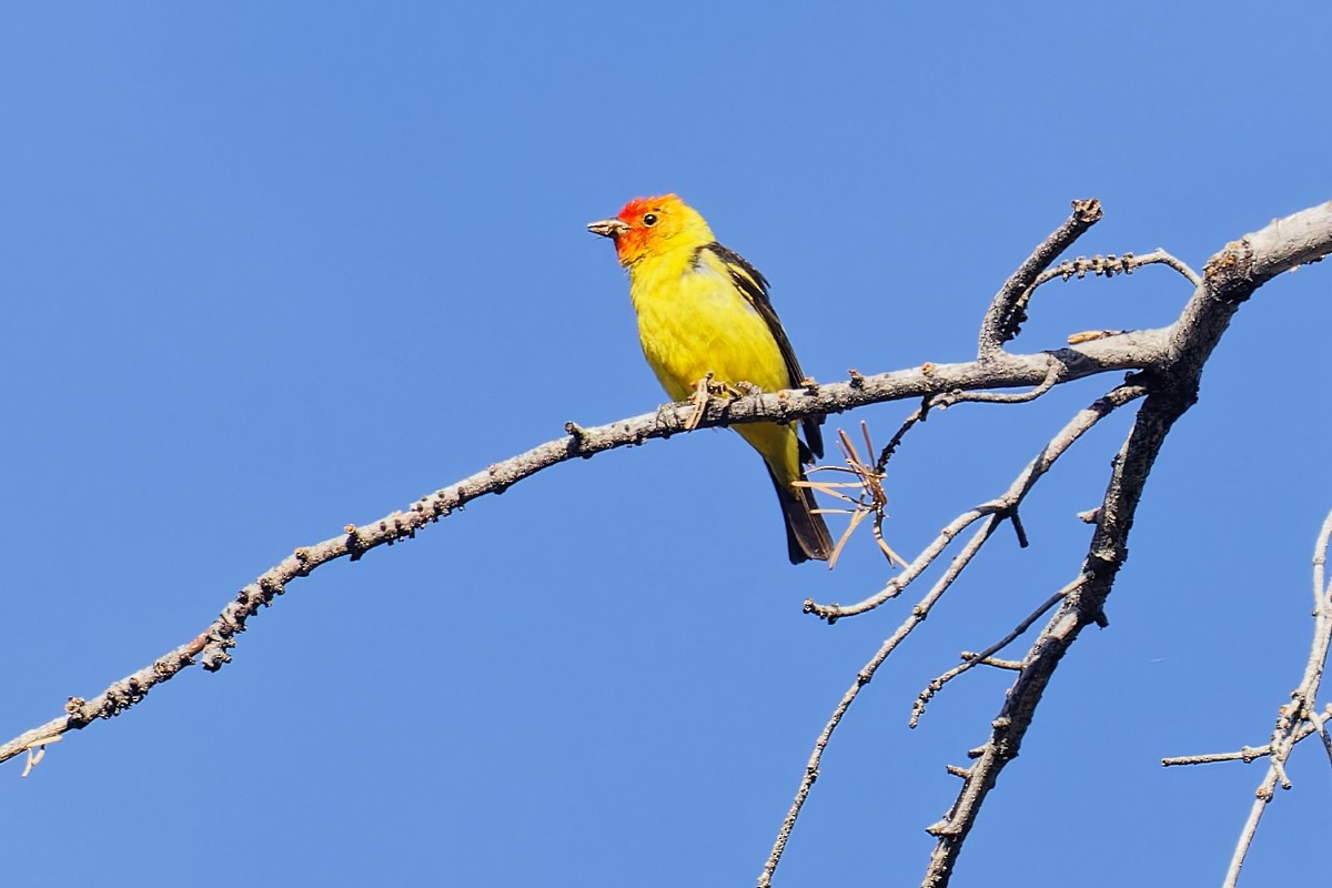 Western Tanager - ML621222786