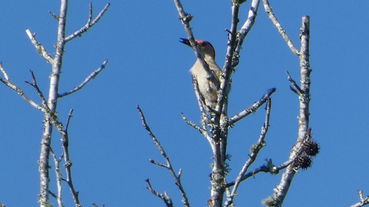 Red-bellied Woodpecker - ML621222787