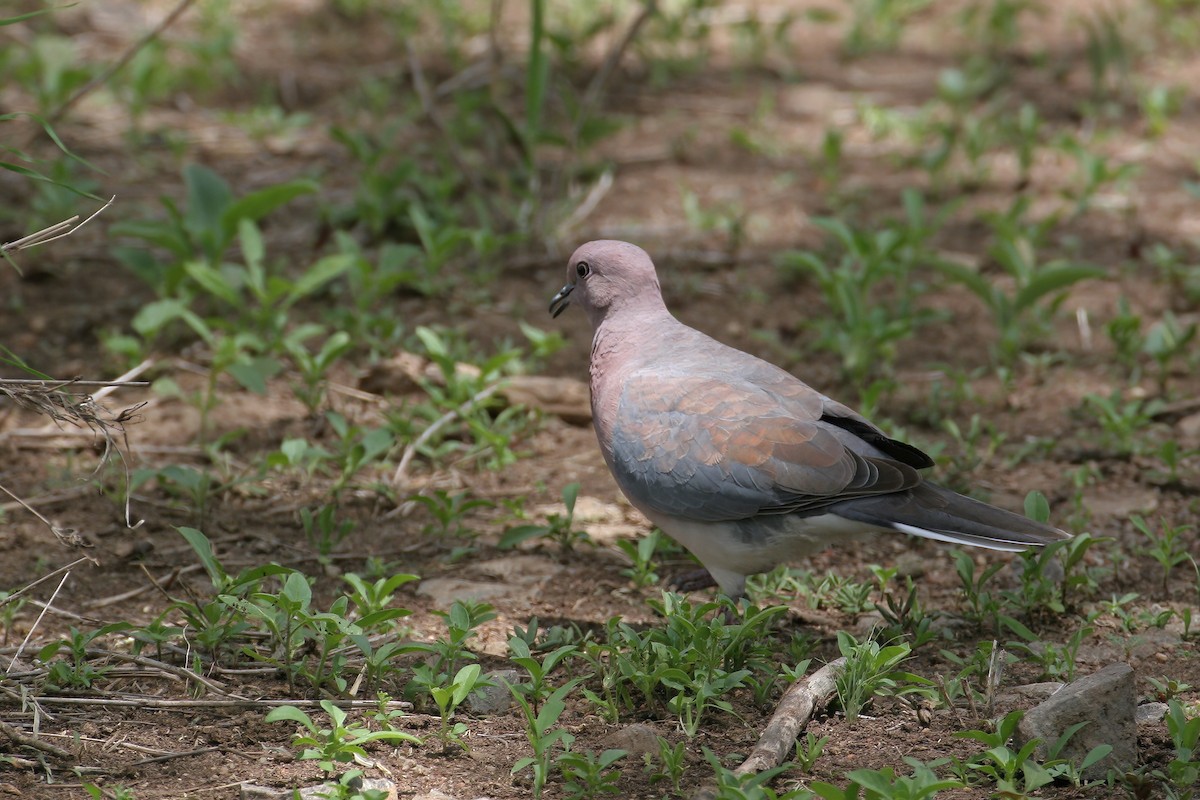 Laughing Dove - ML621222801