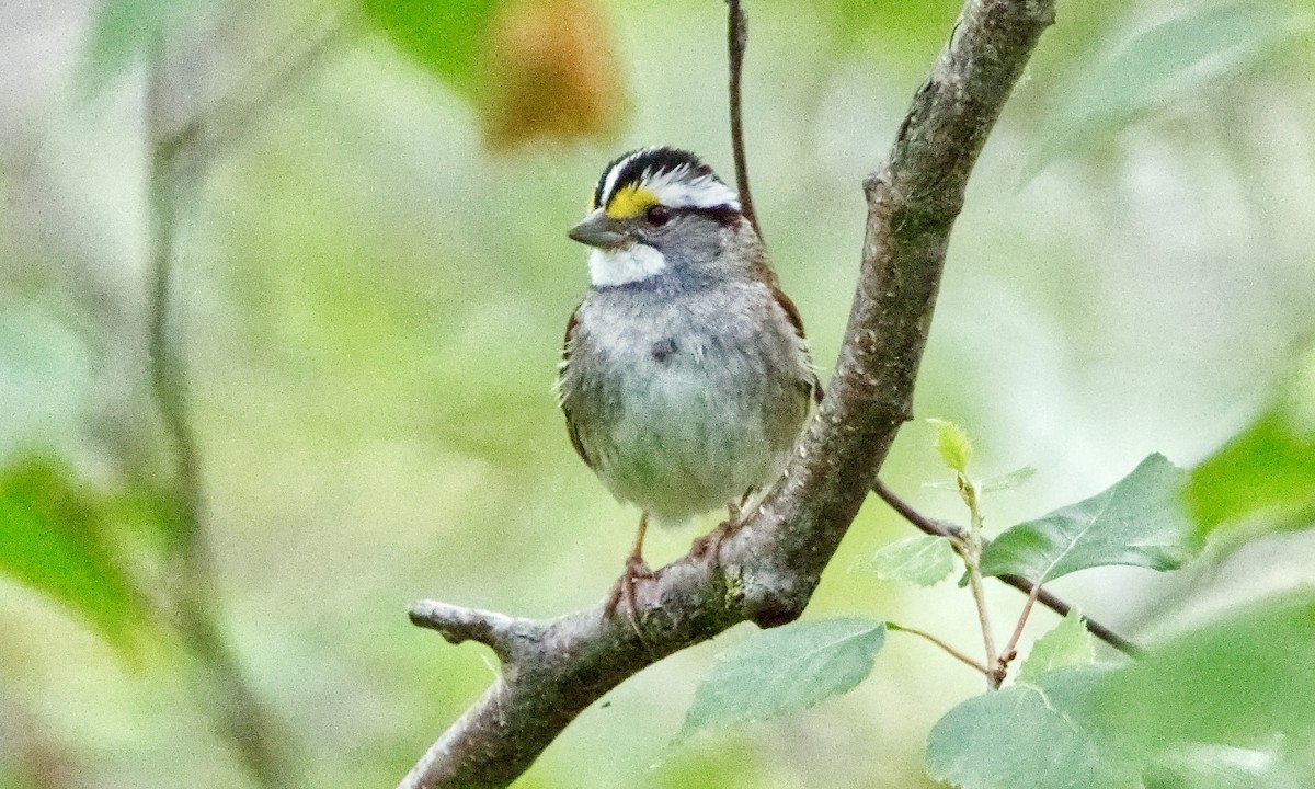 White-throated Sparrow - ML621222804