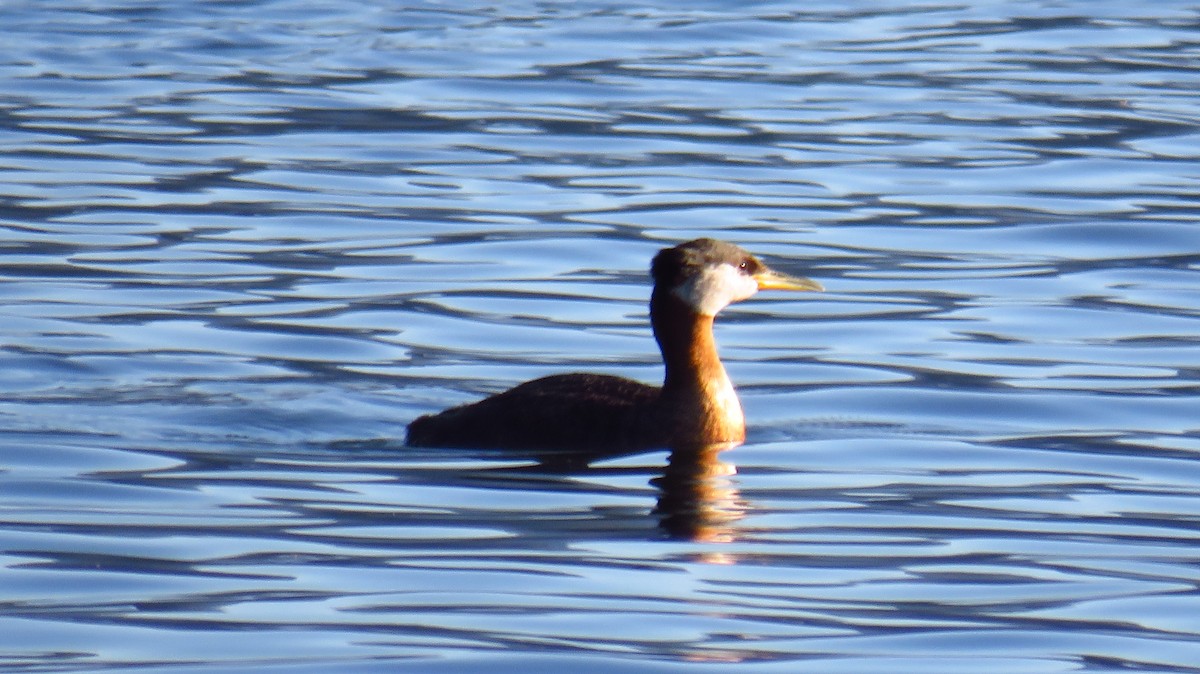 Red-necked Grebe - ML621222806