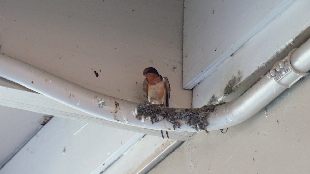 Barn Swallow - ML621222812