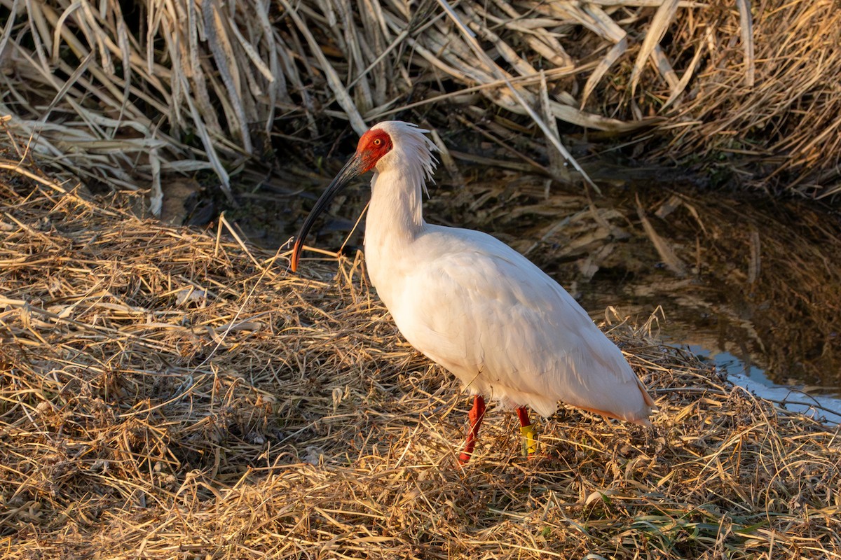 Crested Ibis - ML621222814
