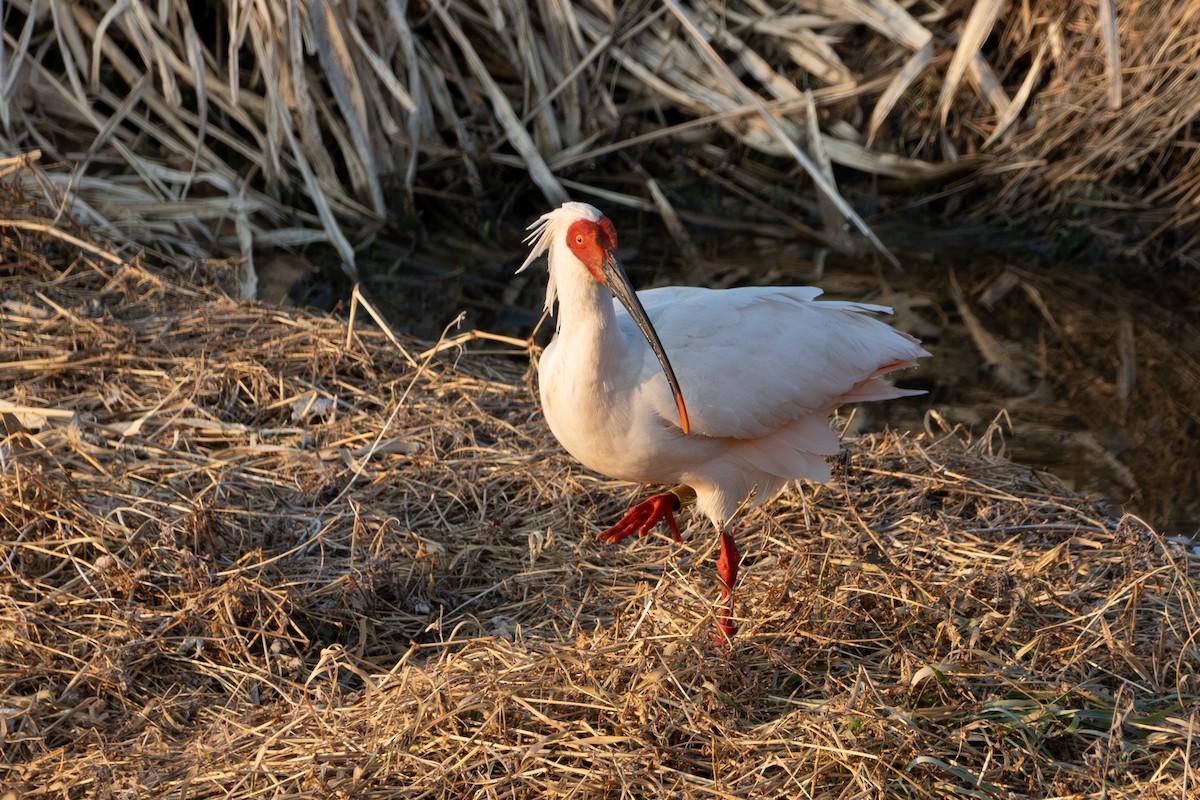 Crested Ibis - ML621222815