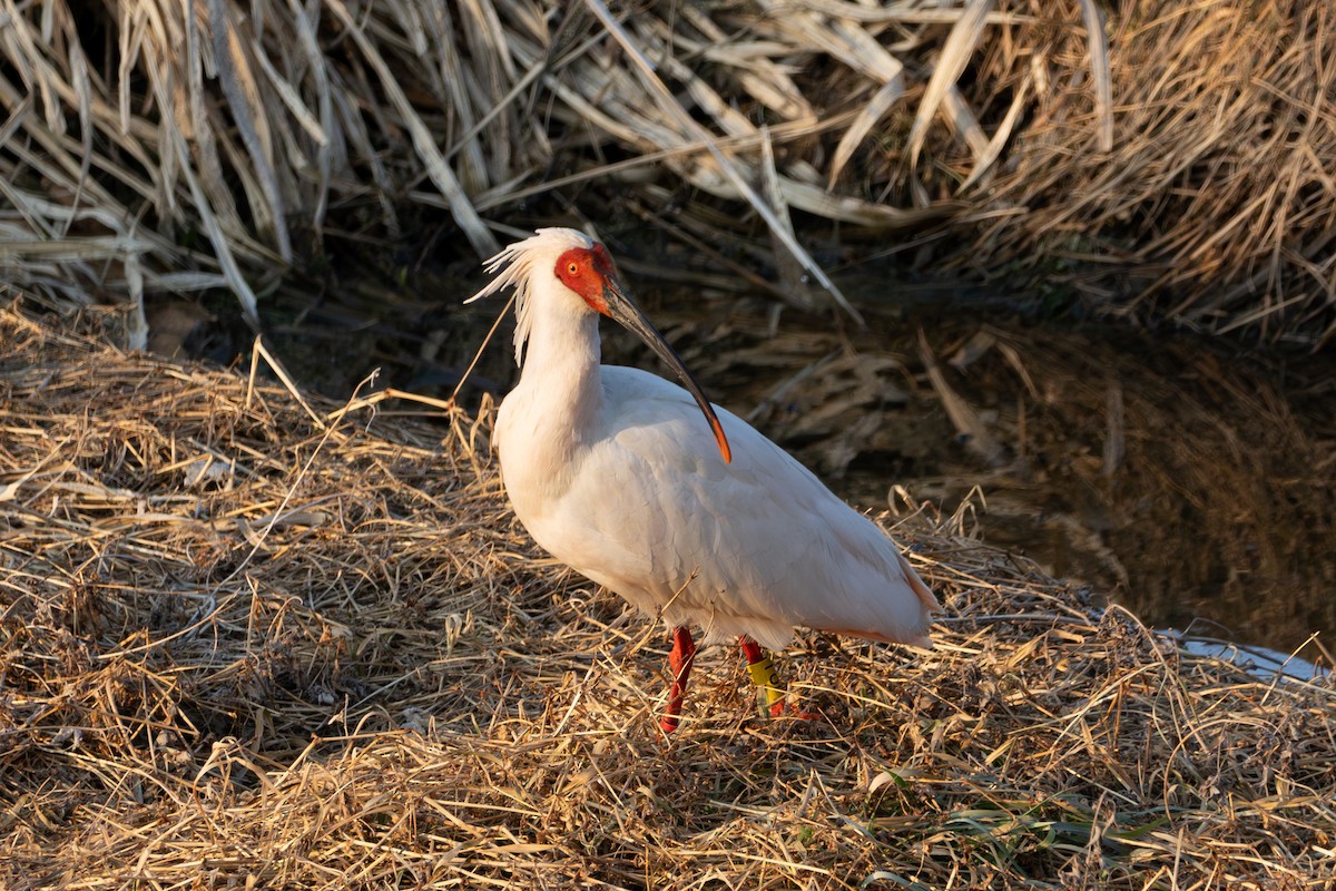 Crested Ibis - ML621222818