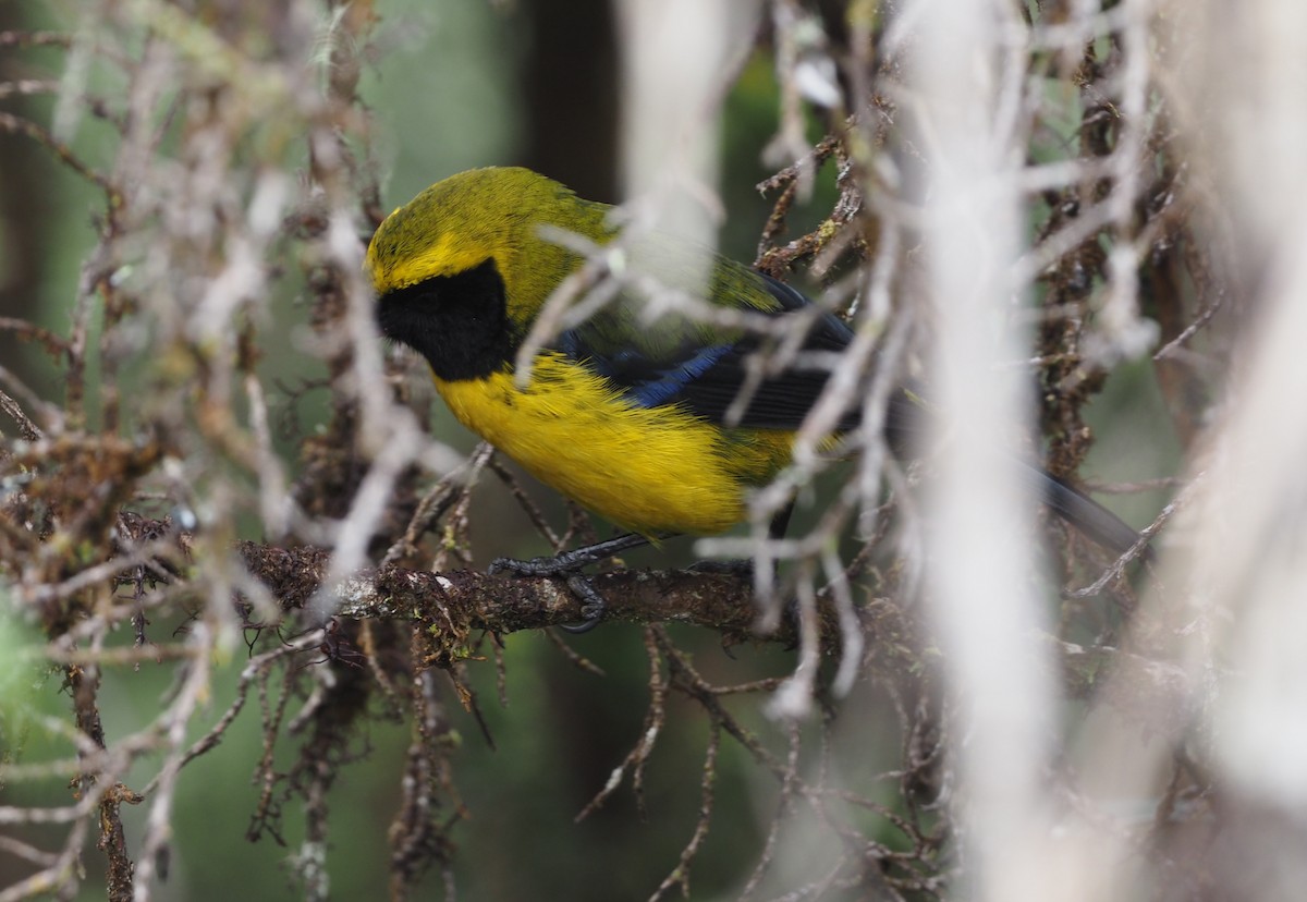 Masked Mountain Tanager - ML621222819