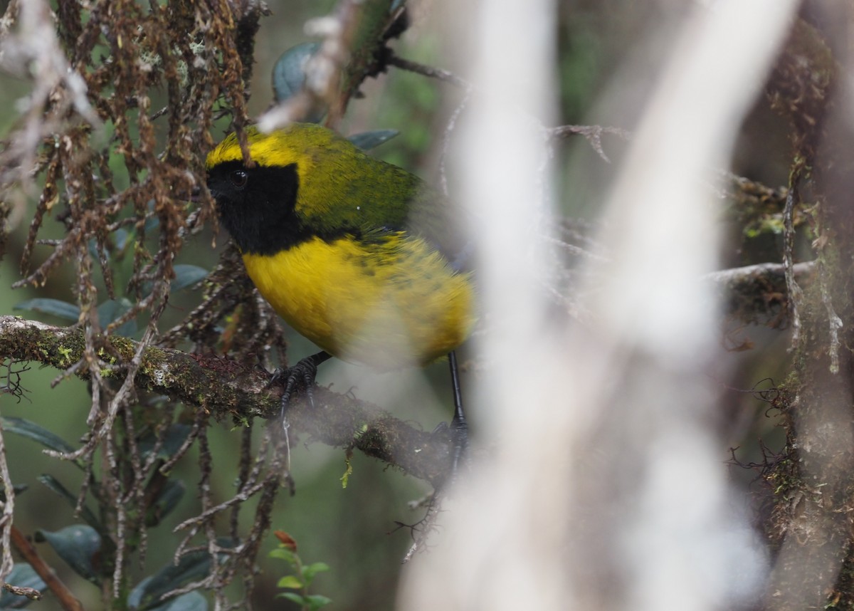 Masked Mountain Tanager - ML621222821