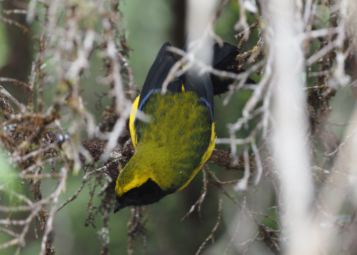 Masked Mountain Tanager - ML621222825