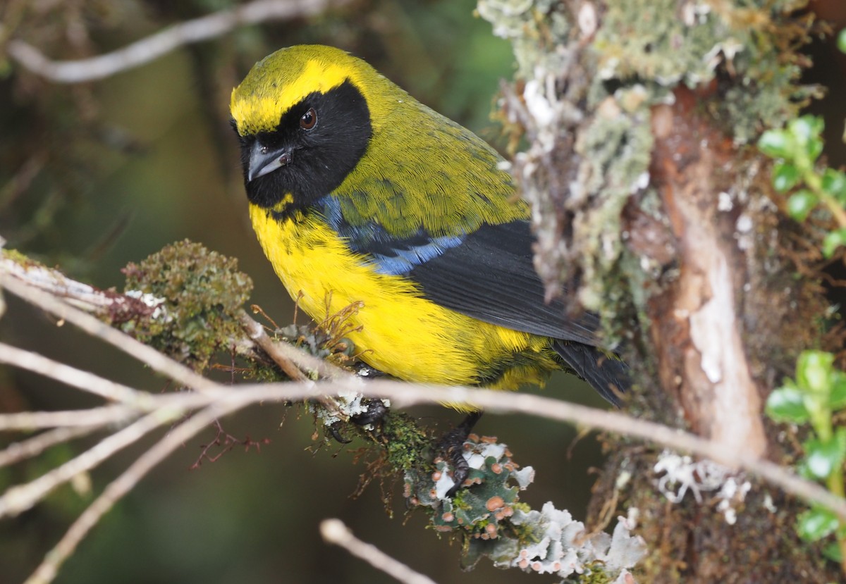Masked Mountain Tanager - ML621222847