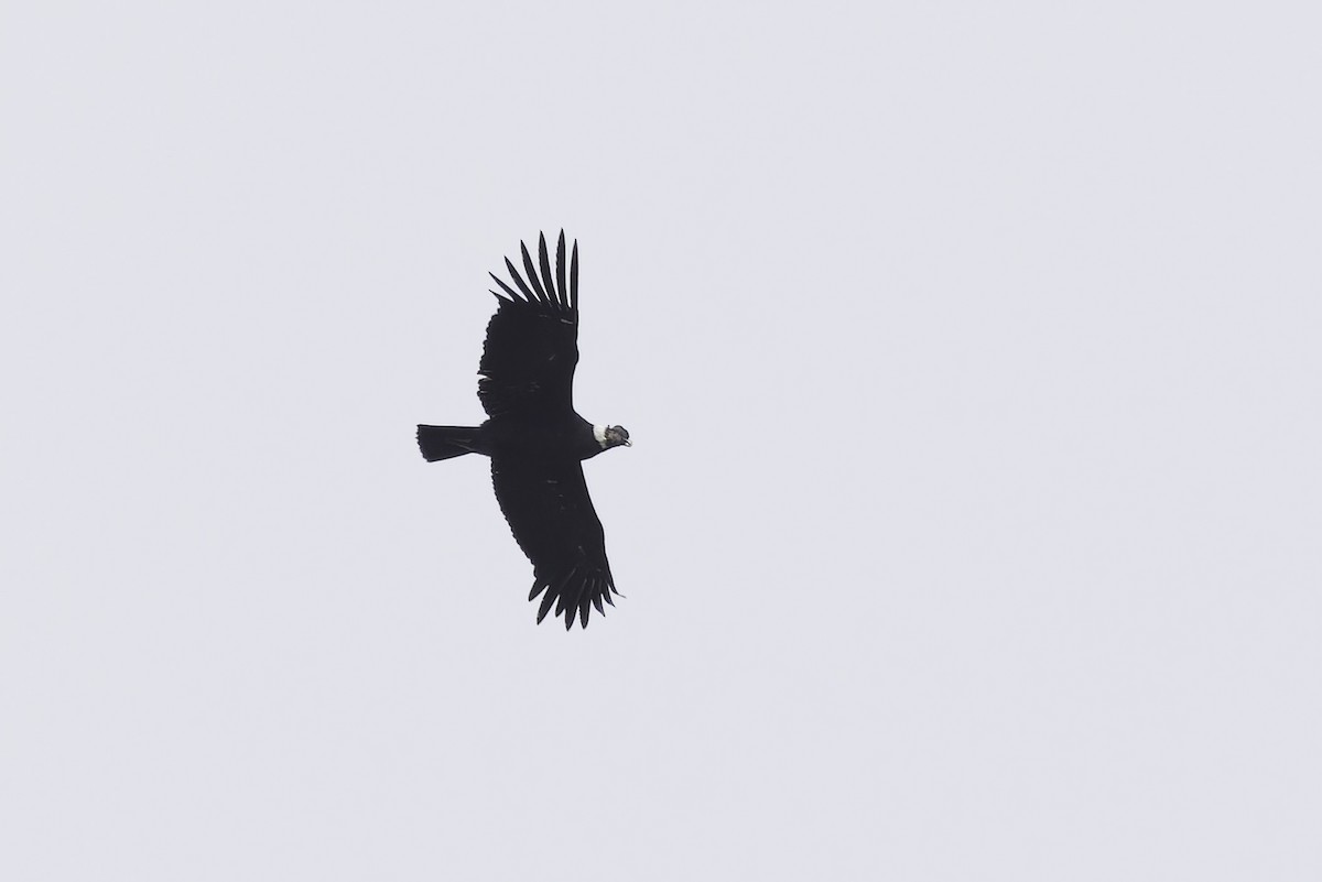 Andean Condor - ML621222852