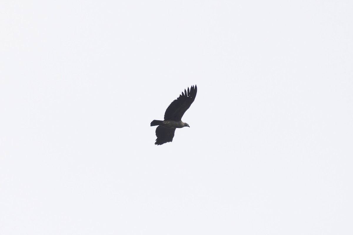 Andean Condor - ML621222853