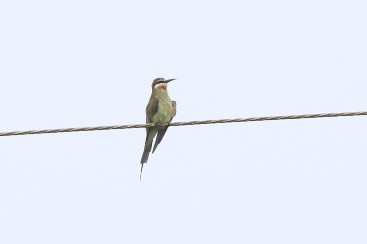 Madagascar Bee-eater - ML621222854