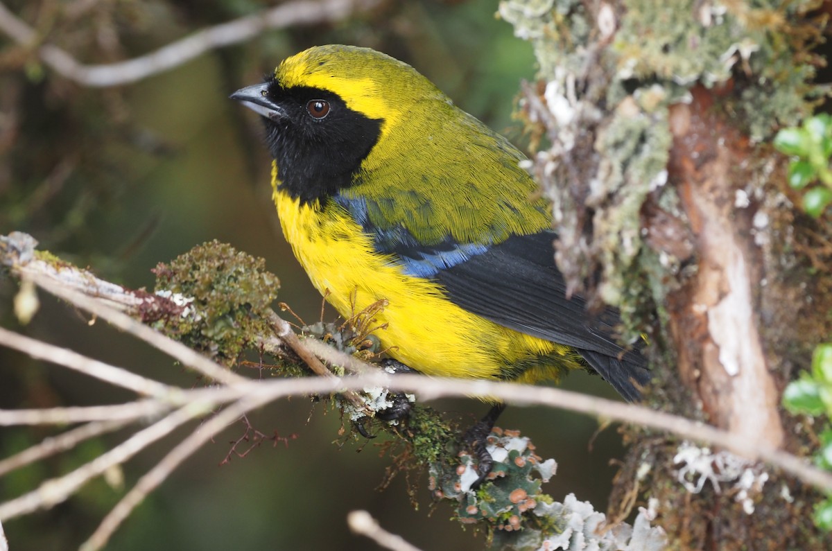 Masked Mountain Tanager - ML621222865