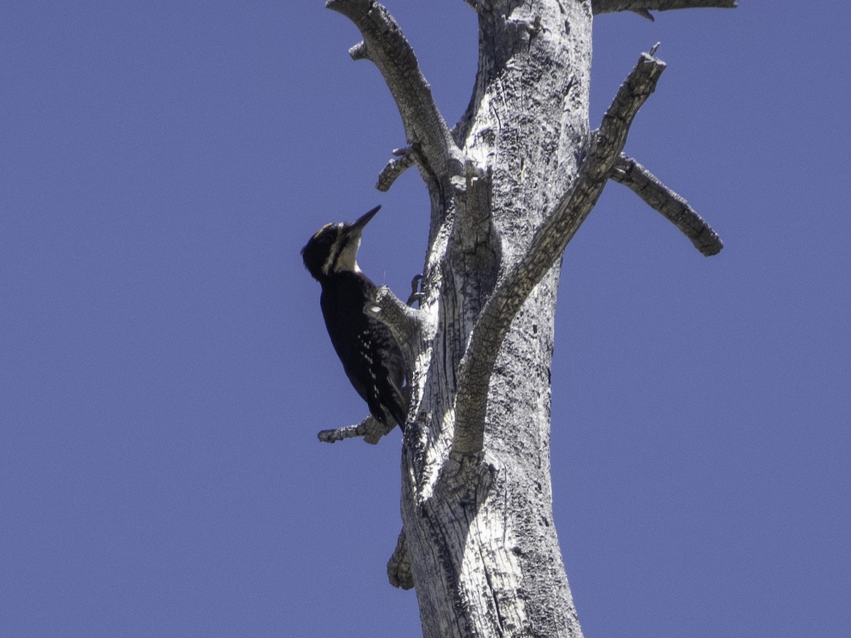 Black-backed Woodpecker - ML621222866