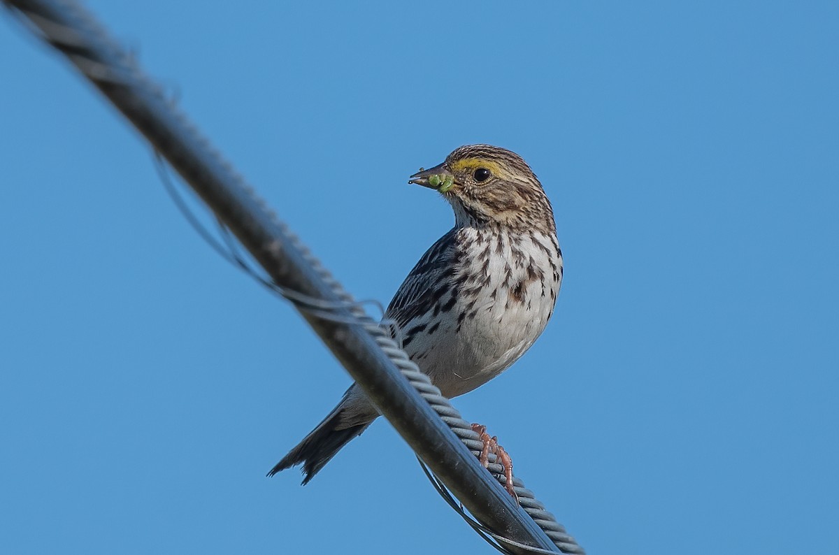Savannah Sparrow - ML621222873