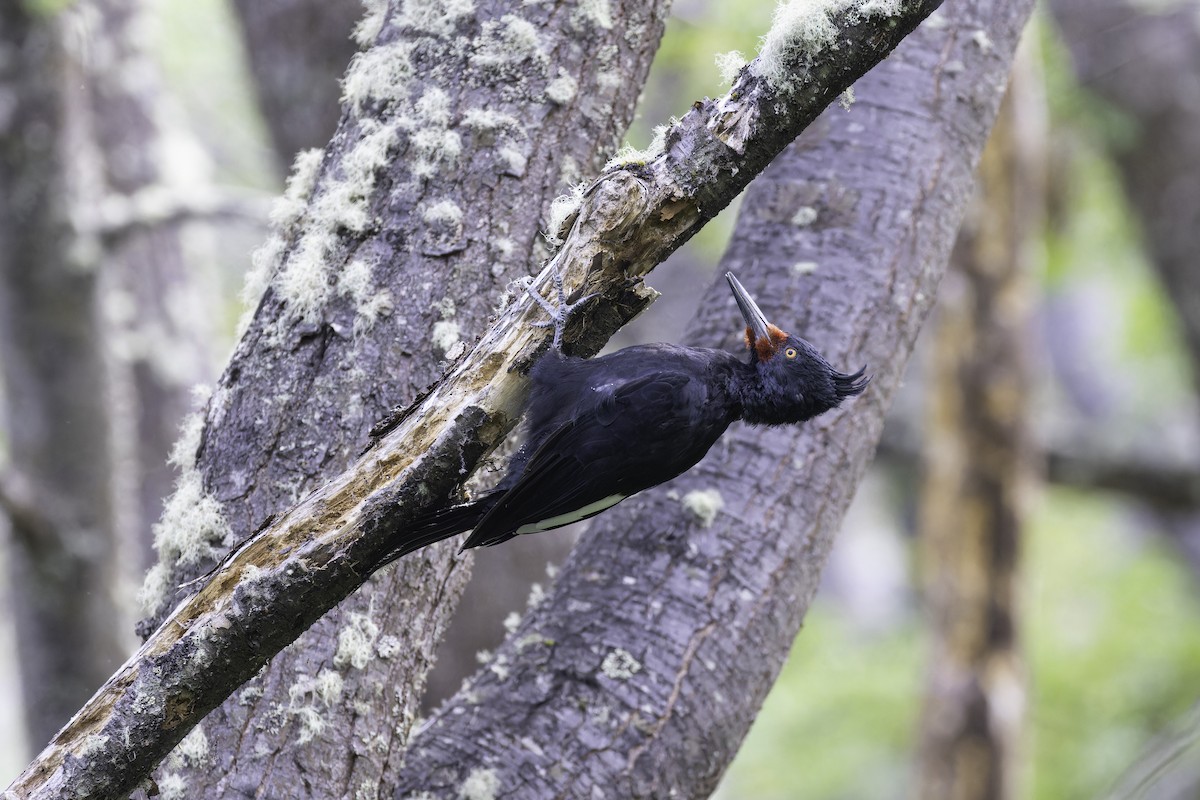 Magellanic Woodpecker - Alex Rinkert