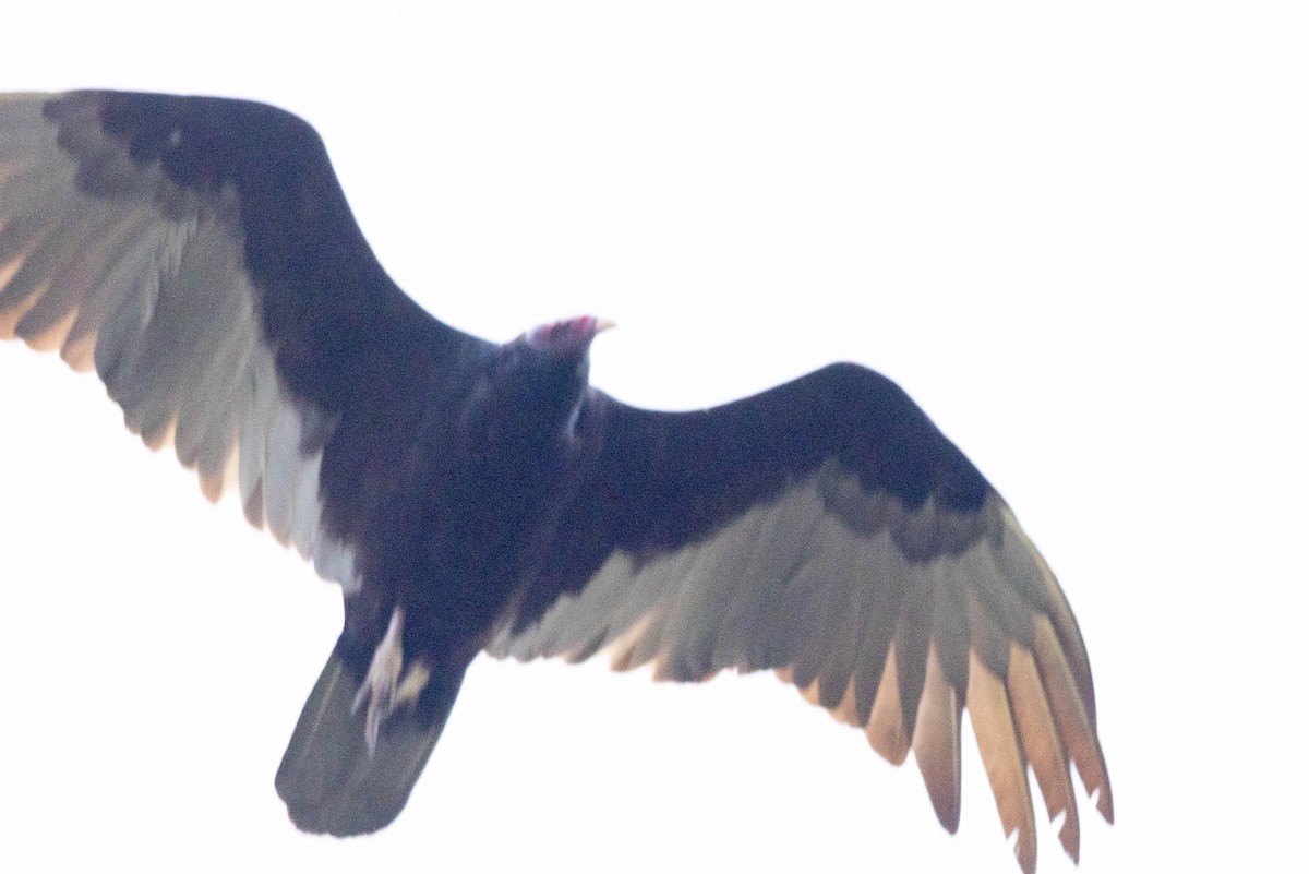 Turkey Vulture - ML621223016