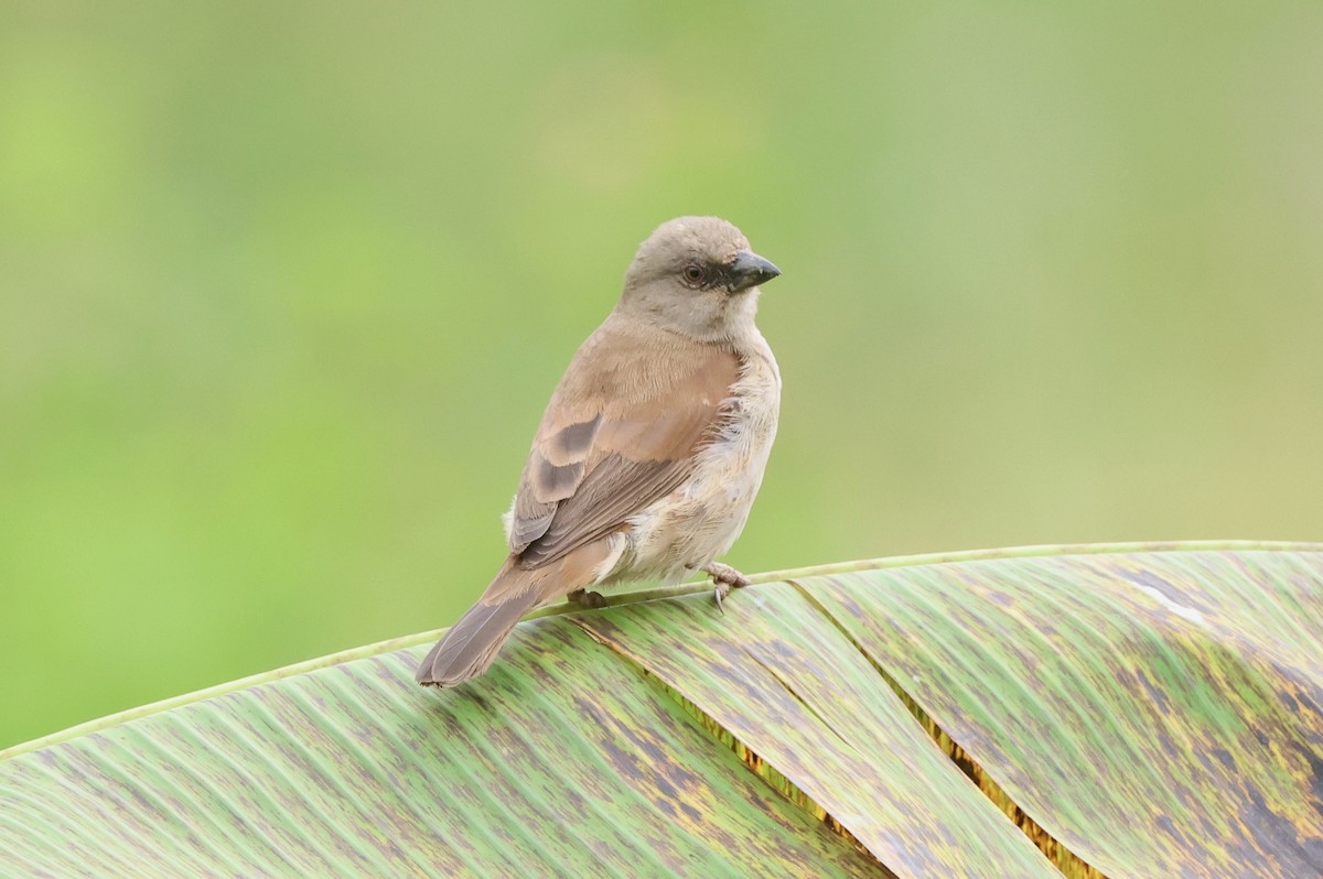 Northern Gray-headed Sparrow - ML621223021
