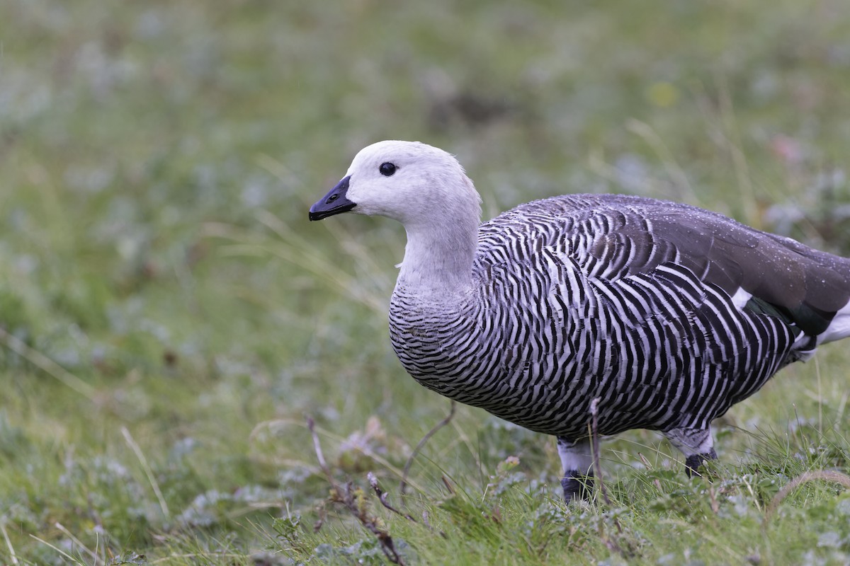 Upland Goose (Bar-breasted) - ML621223028