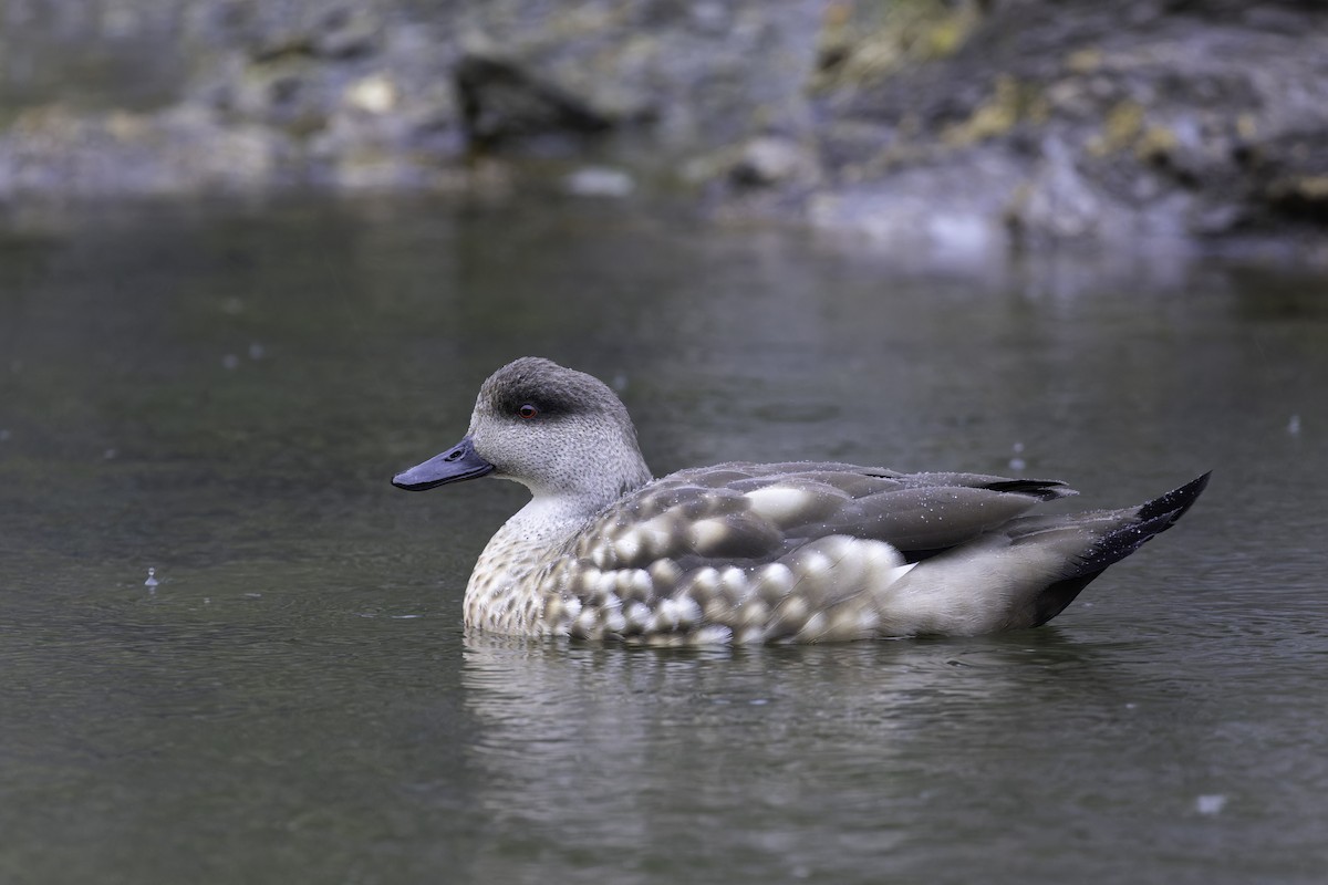 Crested Duck - ML621223043
