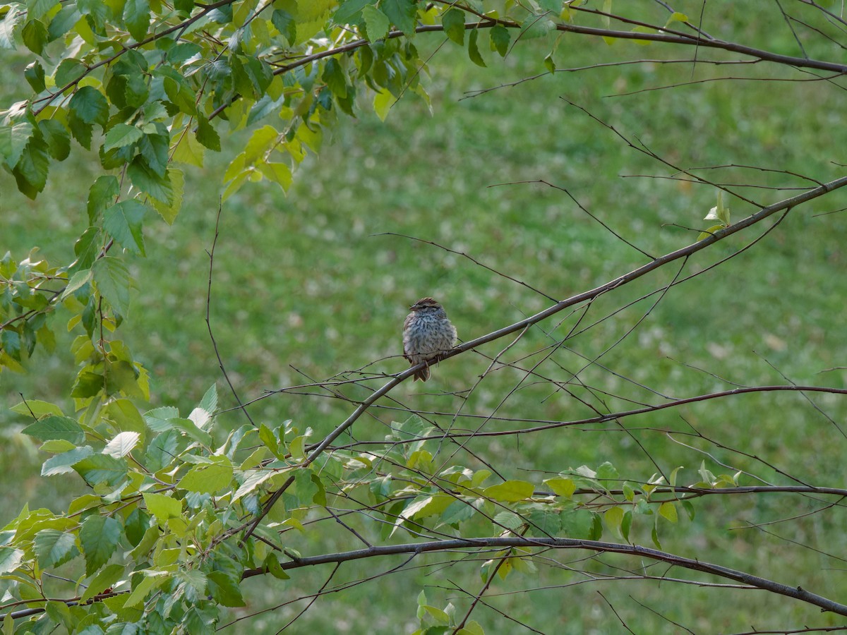 Chipping Sparrow - ML621223087