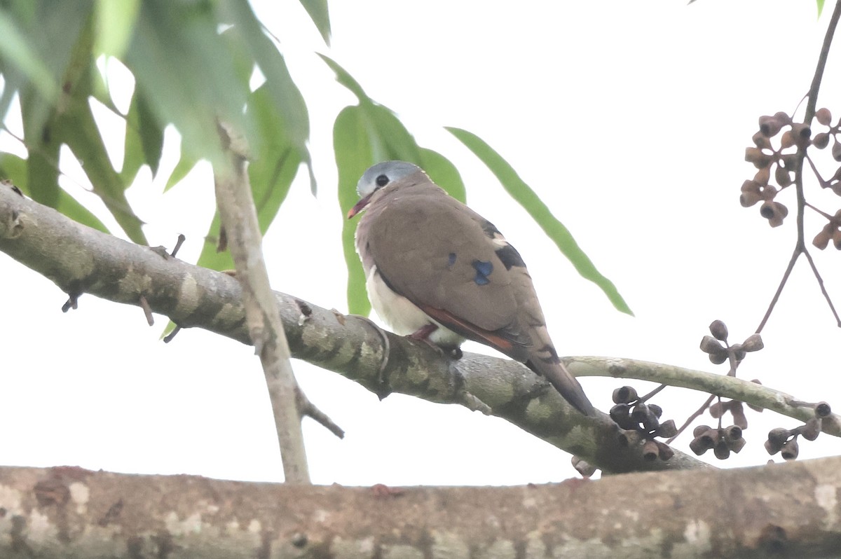 Blue-spotted Wood-Dove - ML621223103