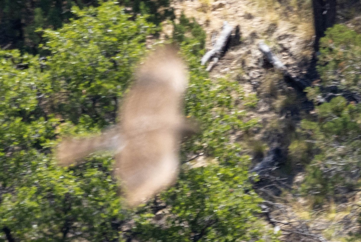 Cooper's Hawk - ML621223134