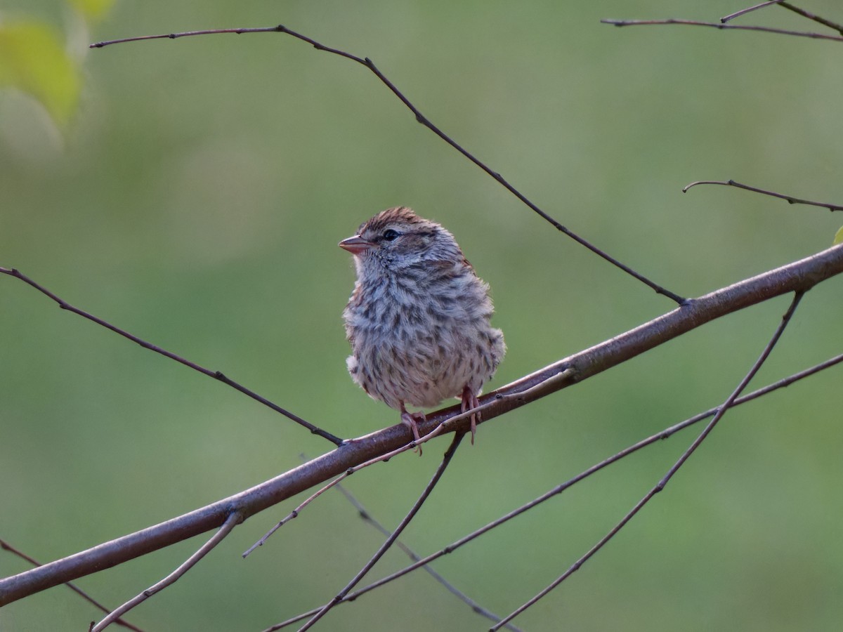Chipping Sparrow - ML621223188